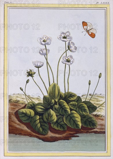 Chiendent de Parnasse (Grass of Parnassus), pub. 1776. Creator: Pierre Joseph Buchoz (1731-1807).