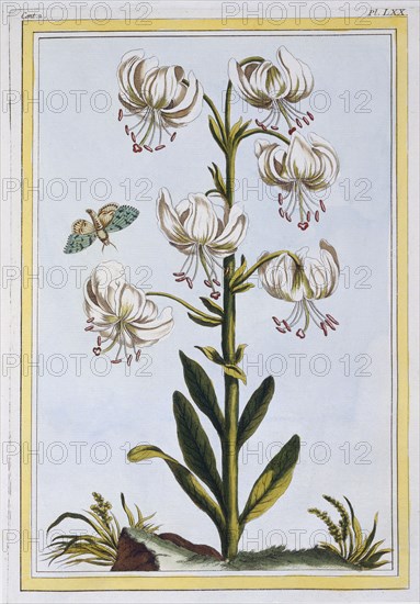 Le Martagan Blanc, pub. 1776. Creator: Pierre Joseph Buchoz (1731-1807).