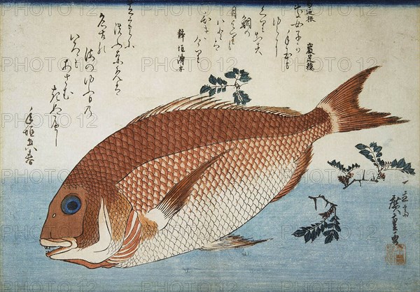 Red Sea Bream, 1832-1834.  Creator: Hiroshige, Utagawa (1797-1858).