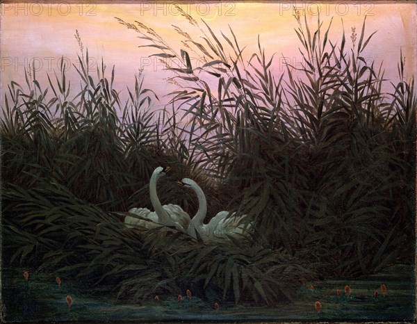 'Swans in the Reeds', c1794-c1831. Artist: Caspar David Friedrich