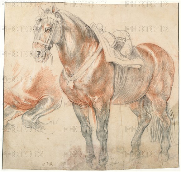 Saddled Horse, c. 1616-1618. Artist: Rubens, Pieter Paul (1577-1640)