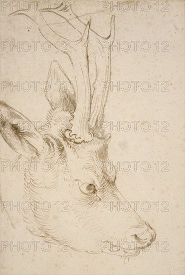 Head of a Roebuck, 1503. Artist: Dürer, Albrecht (1471-1528)