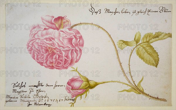 Album sheet with a rose, 1675. Artist: Merian, Maria Sibylla (1647-1717)