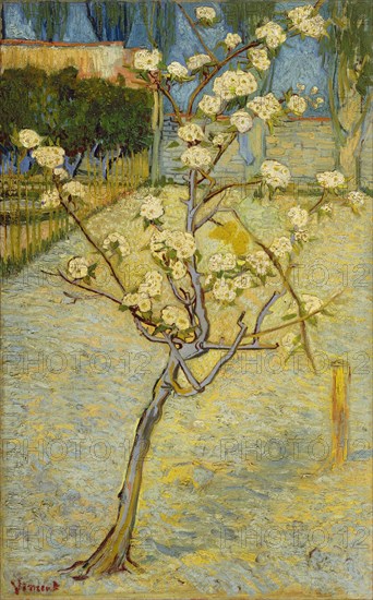 Small pear tree in blossom, 1888. Artist: Gogh, Vincent, van (1853-1890)