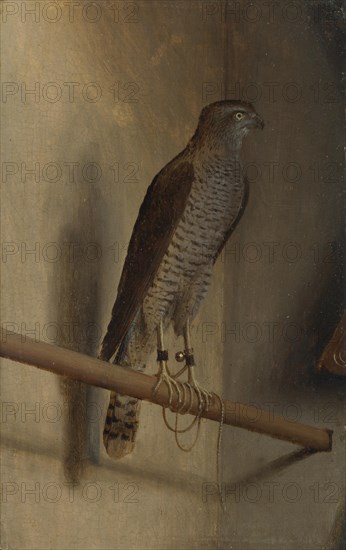 A Sparrowhawk, 1510s. Artist: De' Barbari, Jacopo (c. 1445-c. 1516)