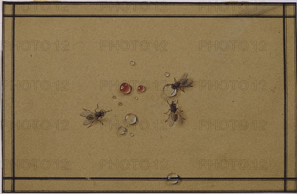 The flies at the waterdrops. Artist: Tolstoy, Fyodor Petrovich (1783-1873)