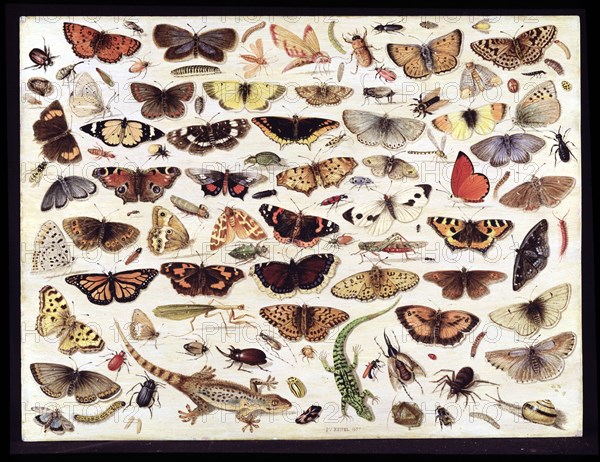 Study of butterflies and other insects. Artist: Kessel, Jan van, the Elder (1626-1679)