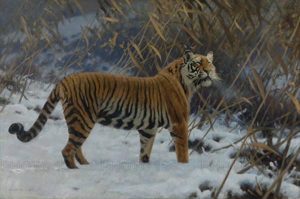 A tiger in the snow.