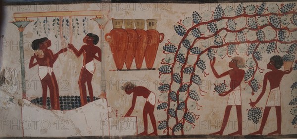 Harvesting grapes and Winemaking. The Tomb of Nakht, ca 1380 BC.