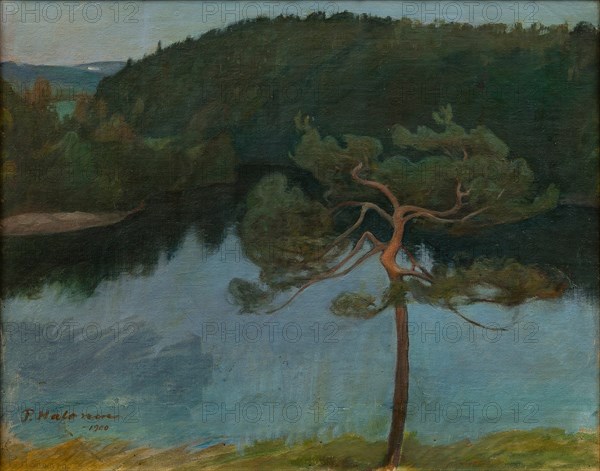 Pine tree by the shore, 1900.