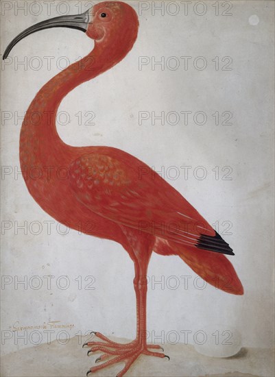 Scarlet Ibis with an Egg, um 1700.