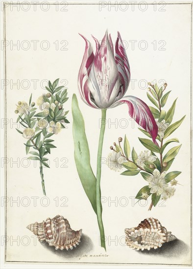 Tulip, two branches of myrtle and two shells, um 1700.