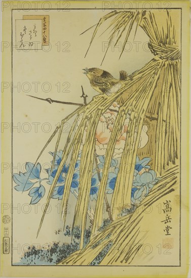 Winter Wren and WInter Peony, from the series Forty-eight Hawks Drawn from Life, 1859.