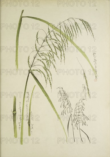 Study of grass. From: Le Japon Artistique. Documents d'art et d'industrie réunis, May 1888, 1845.