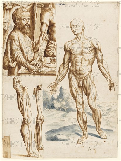 Écorché with Portrait of Andreas Vesalius (1514-1564), 1545.