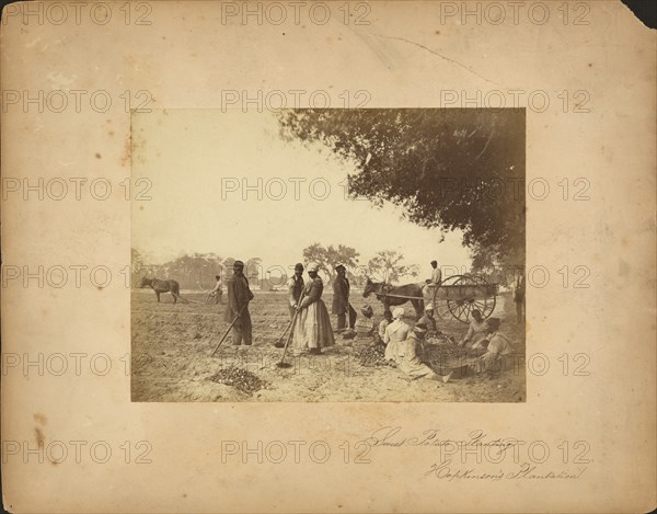 Slaves working in the sweet potato fields on the Hopkinson plantation, 1862.