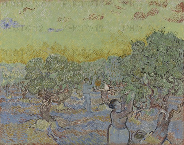 Olive grove with two olive pickers, 1889.