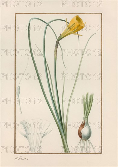 Petticoat daffodil (Narcissus bulbocodium).