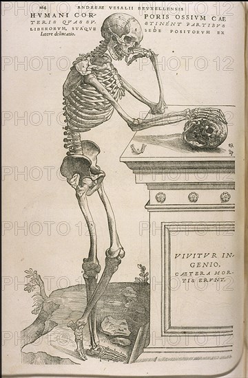 Illustration from De humani corporis fabrica by Andreas Vesalius, ca 1543.