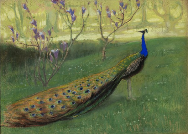 Peacock, after 1900.