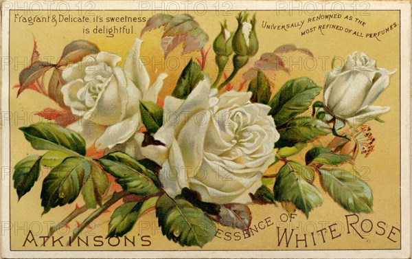 Atkinson's Essence of White Rose, 19th century. Artist: Unknown