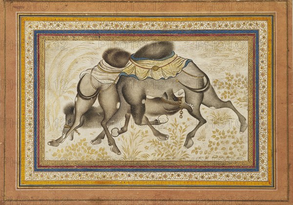 Page from a dispersed muraqqa?, or album, depicting two camels fighting, painting c1675. Artist: Unknown.
