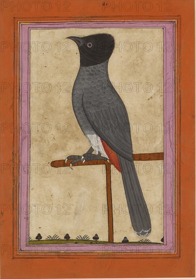 Red-vented Bulbul, early 19th century. Artist: Unknown.