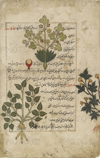 Illustrated double folio depicting thistles and other medicinal plants, 1595. Artist: Unknown.