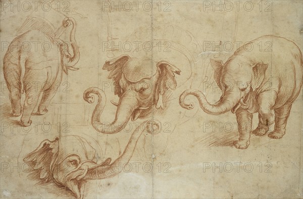 Four Studies of an Elephant, early 16th century. Artist: Giulio Romano.