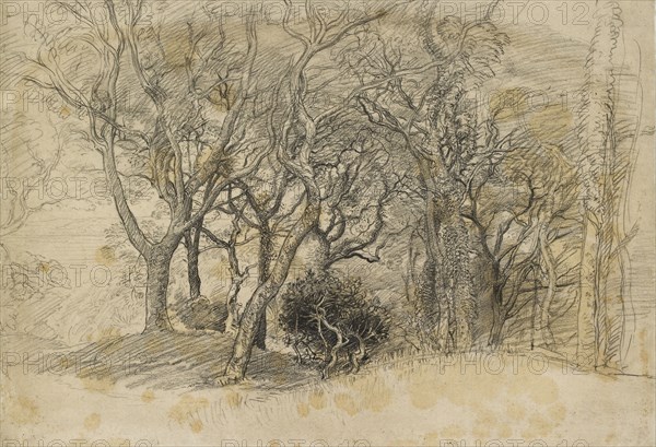 Study of Trees, Clovelly Park, 1834. Artist: Samuel Palmer.