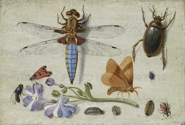 A Cockchafer, Beetle, Woodlice and other Insects, with a Sprig of Auricula, early 1650s. Artist: Jan van Kessel.