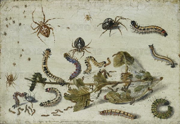 Various Spiders and Caterpillars, with a Sprig of Gooseberry, early 1650s. Artist: Jan van Kessel.