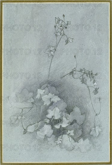 Ivy-Leaved Toadflax ('Oxford Ivy'), 1852. Artist: John Ruskin.