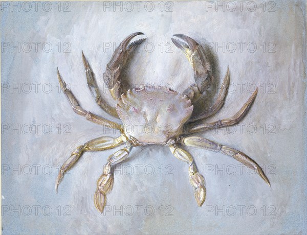 Study of a Velvet Crab, probably autumn 1870. Artist: John Ruskin.