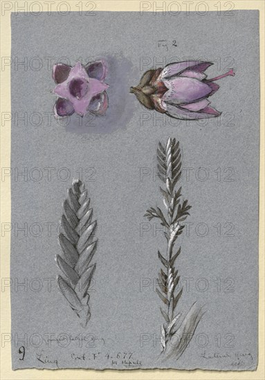 Four Studies of Ling, probably 14 September 1869. Artist: John Ruskin.