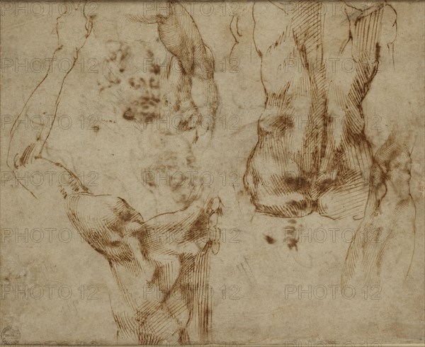 Nude Studies, c1490-1560. Artist: Michelangelo Buonarroti.