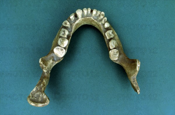 Reproduction of the 'Jaws of Banyoles', jaw of a pre-neanderthal found in 1887 by Pere Alsius in ?