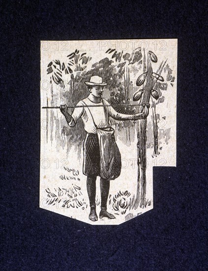 Native picking up berries of the cocoa tree, drawing 1914.