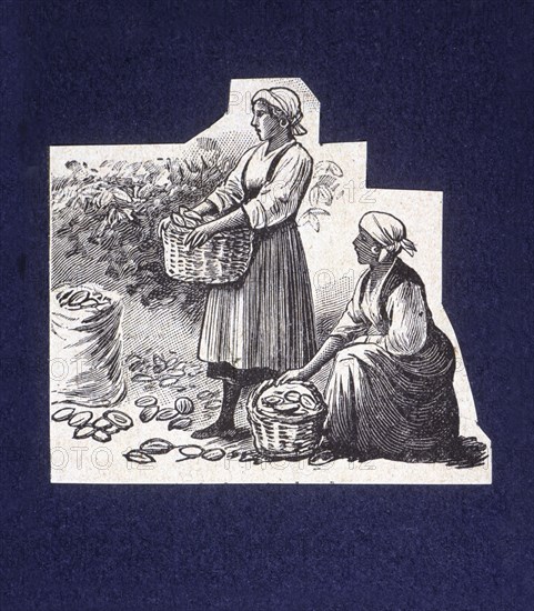 Native picking up cocoa capsules, drawing, 1914.