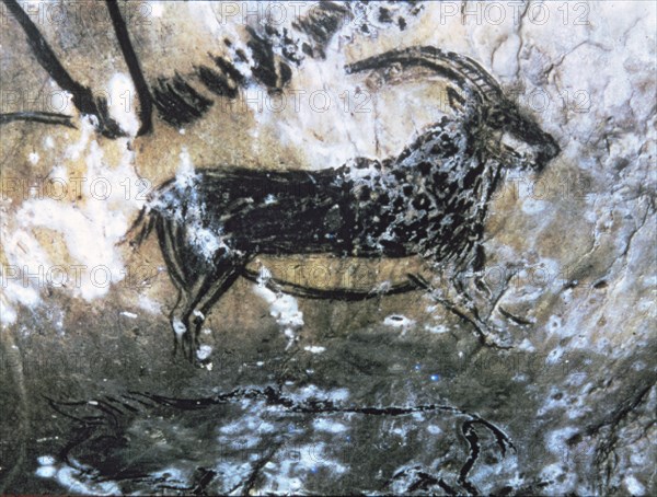 Black Goat Hall (Niaux cave) - panel 4, No. 84: the profile was first drew by a discontinuos line?