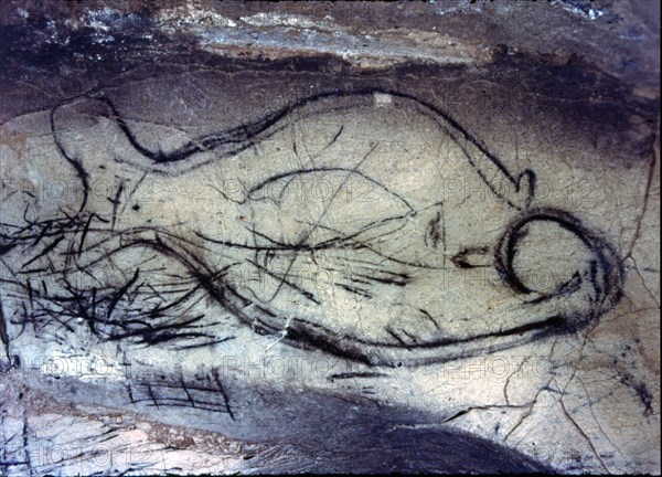 Zoomorphic cave painting from the Upper Paleolithic on the rock of La Pileta cave (Benaoján, Mála?