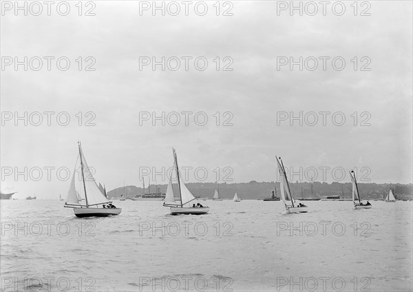 Group of Solent Sea Birds, 1922. Creator: Kirk & Sons of Cowes.