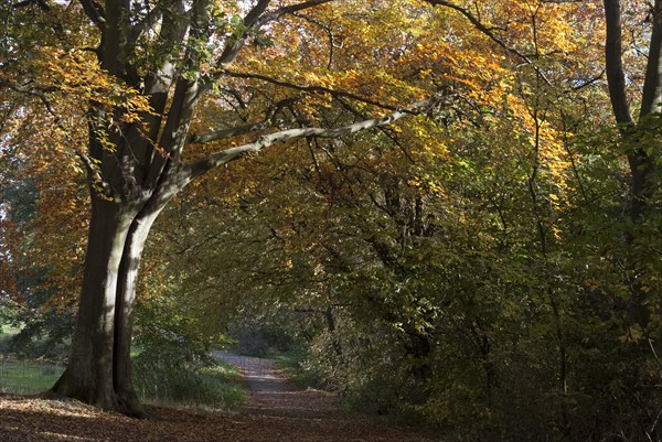 UK, London, Hampstead Heath, 2009. Creator: Ethel Davies.