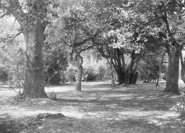 Landscape with trees, c1935. Creator: Kirk & Sons of Cowes.