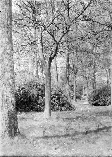 Trees and daffodils, c1935. Creator: Kirk & Sons of Cowes.