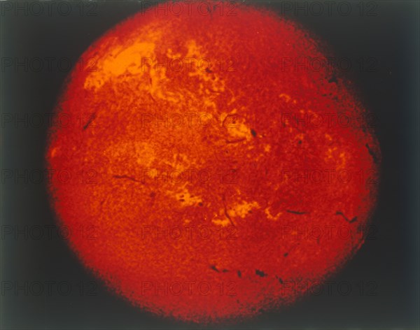 The Sun in H-alpha light. Creator: NASA.