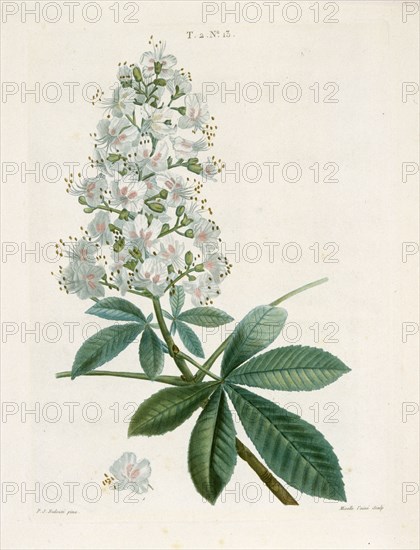 Aesculus Hippocastorum, (Horse-chestnut), c1800-1830. Creator: Pierre-Joseph Redoute.