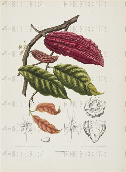 Theobroma, (Cacao tree), c1840-1890. Creator: Berthe Hoola van Nooten.