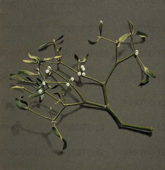 Viscum album L (Mistletoe), c1870-1920. Creator: Harold Drinkwater.