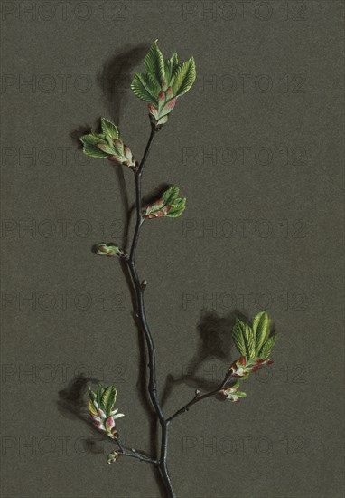 Ulmus glabra Huds (Wych Elm), c1870-1920. Creator: Harold Drinkwater.